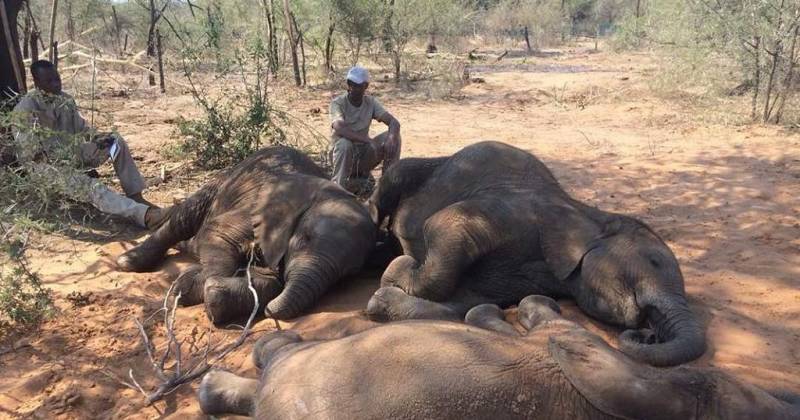 Zimbabwe finds 10 more dead elephants, suspects bacteria