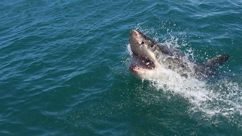 Surfer dies in Aussie shark attack