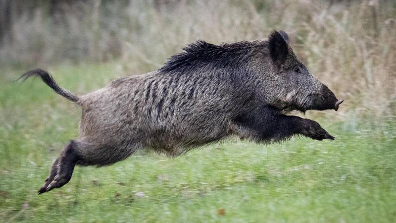 First African swine fever case found in Germany