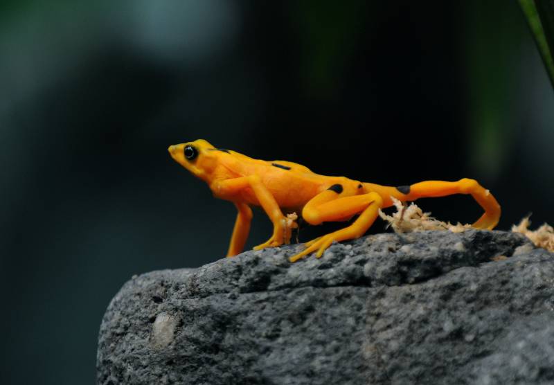 Superfungus' threatens last Panamanian golden frogs