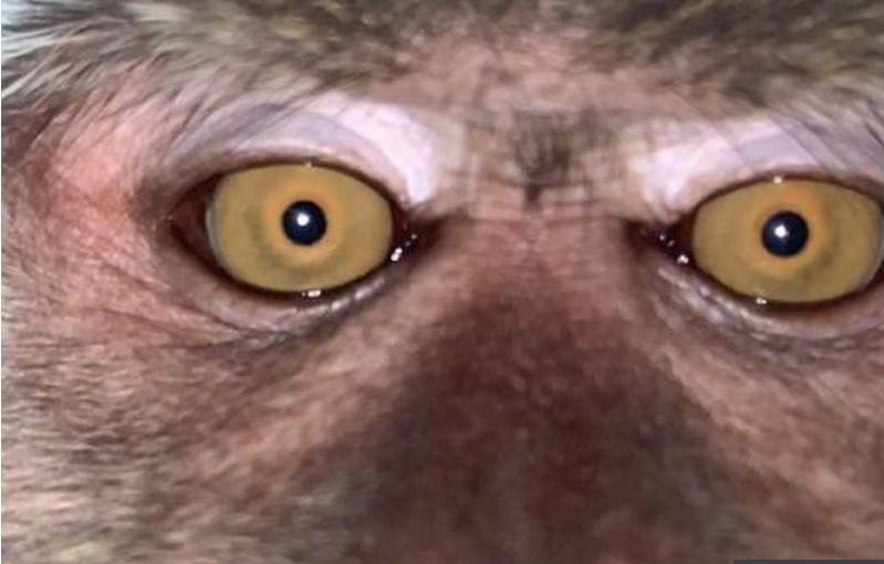 Man finds monkey selfies on lost cellphone