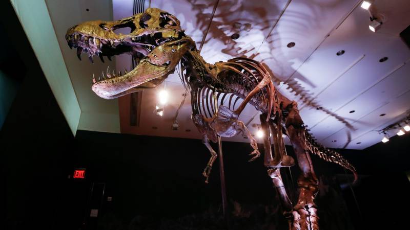 T-rex skeleton could fetch record price at New York auction