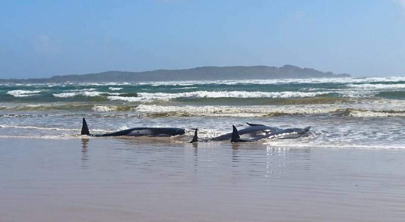 Hundreds of whales stranded in southern Australia