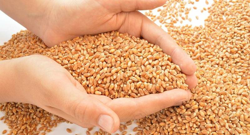 Punjab cabinet approves purchase of imported wheat from TCP