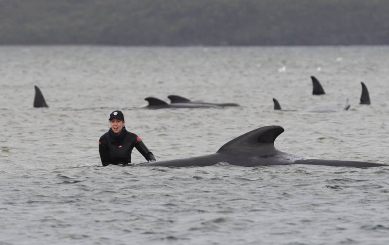 Rescuers race to save 180 stranded whales in Australia