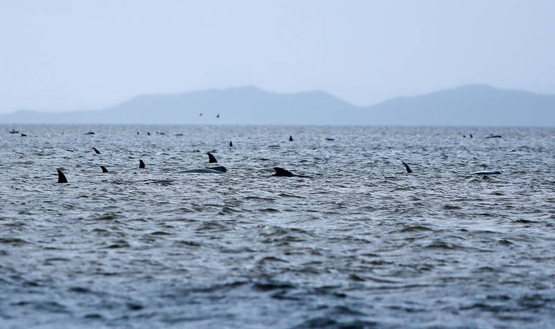 Hundreds of whales dead in Australia stranding