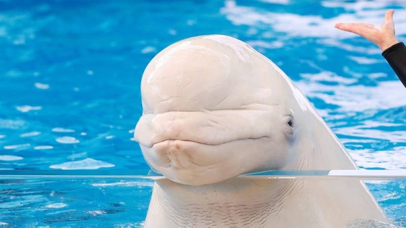 Captive belugas take first swim in Iceland's open waters