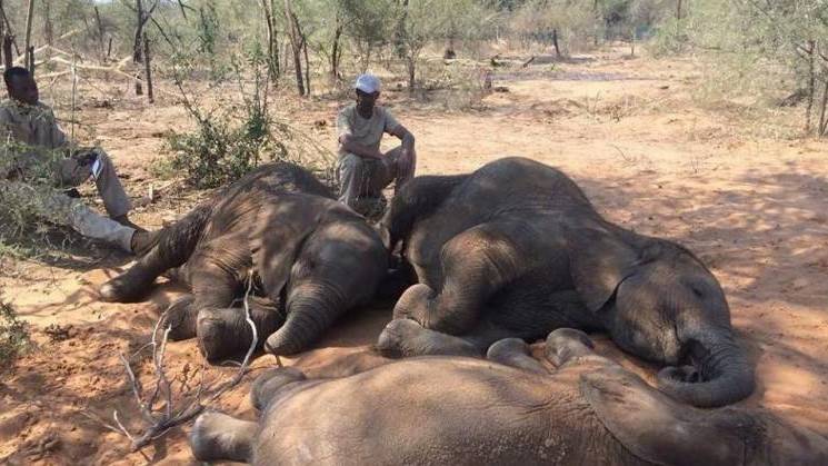 Suspected bacteria infection kills 12 more Zimbabwe elephants