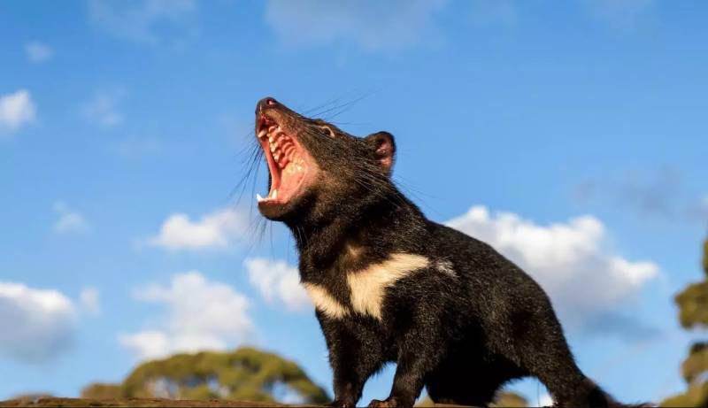 'Like wolves to Yellowstone': Tasmanian devils released on Australian mainland