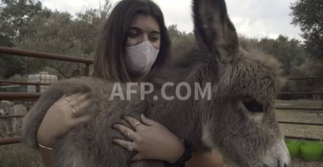 Donkey therapy eases Spain medics' stress