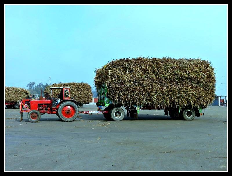 Punjab fixes sugarcane support price at Rs200 per maund