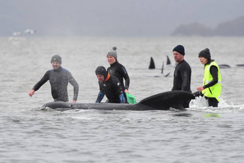 Whale stranding in New Zealand sparks rescue mission