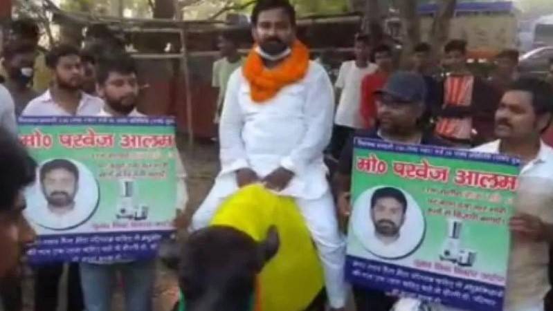 Buffalo election stunt backfires for Indian politician