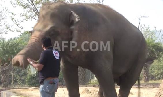 Kaavan waiting for permit to travel to Cambodia