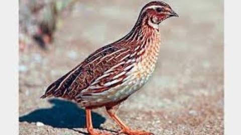 Rowdy passenger carrying bird arrested at Peshawar airport