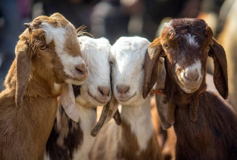 Imran Khan’s Rs80 million assets include four goats