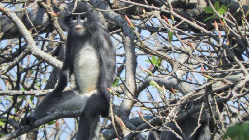 Newly discovered primate in Myanmar 'already facing extinction'