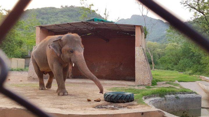 Kaavan from Islamabad Zoo all set to leave for Cambodia