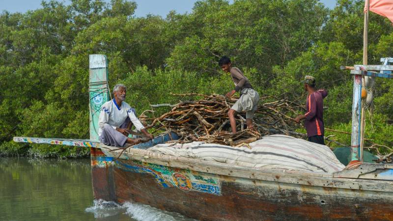 Concrete jungle threatens mangroves on Pakistan island