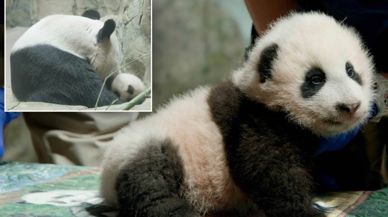 Washington zoo panda named 'Little Miracle'