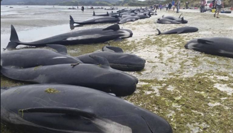 Scores of pilot whales dead in New Zealand stranding