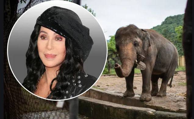 US popstar Cher in Pakistan for relocation of 'world's loneliest elephant'