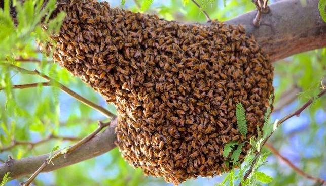 Honeybees take down 50 farmers in Dadu attack