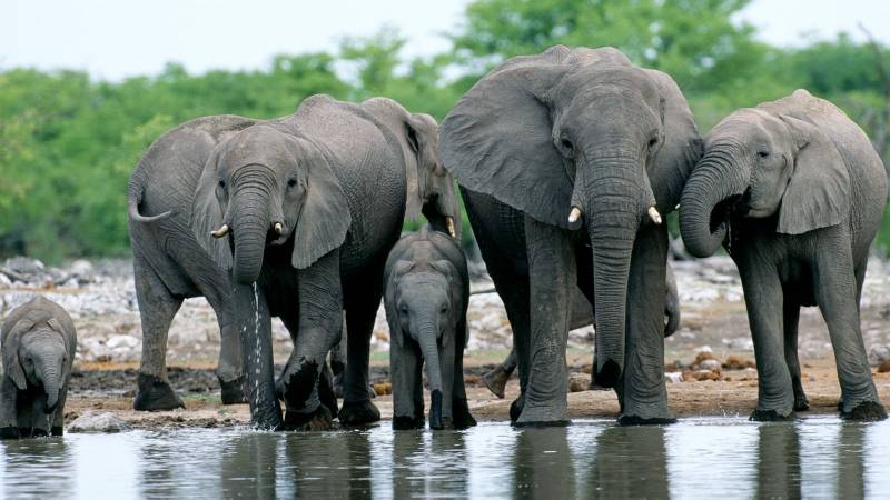 Namibia to sell 170 live elephants