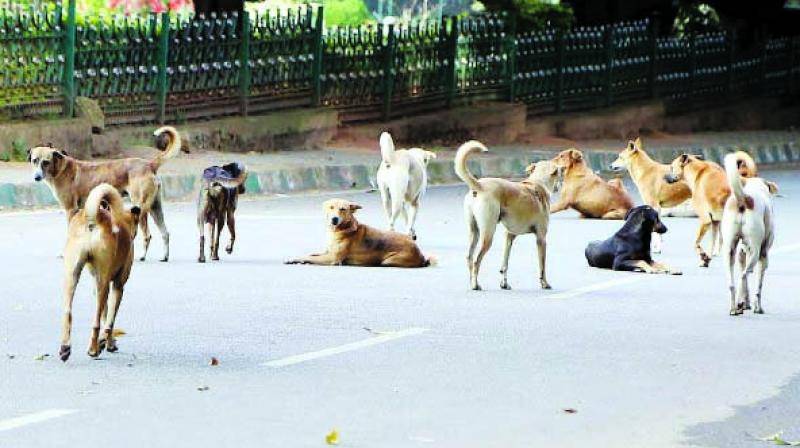 Stray dogs kill boy in Rawalpindi 