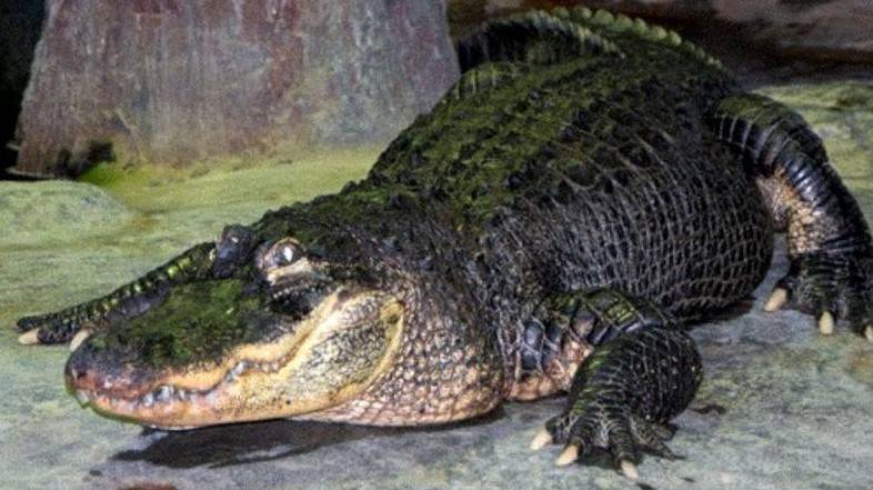 Alligator that survived Berlin WWII bombing on display in Moscow