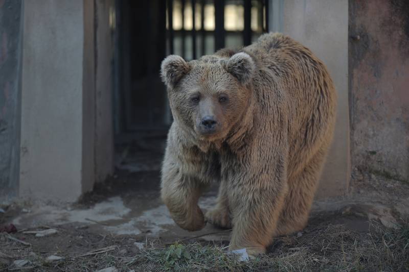 Two bears from Islamabad’s zoo reach Doha