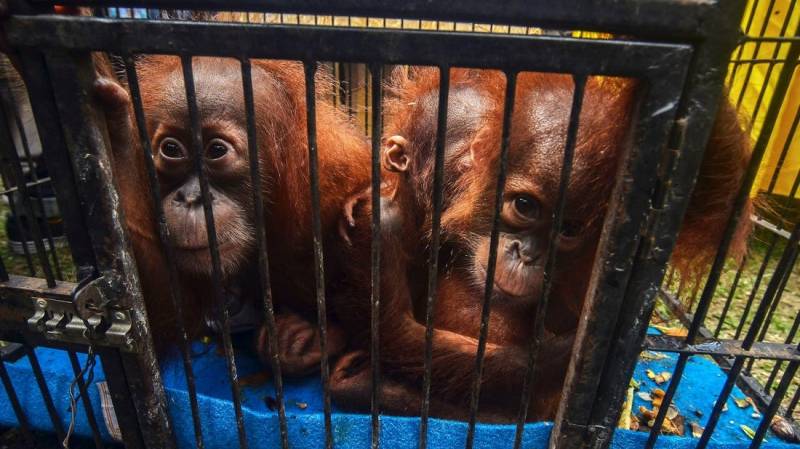 Smuggled orangutans flown back home to Indonesia