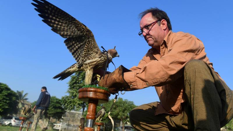 Poachers' paradise: Gulf hunts fuel Pakistan falcon trafficking