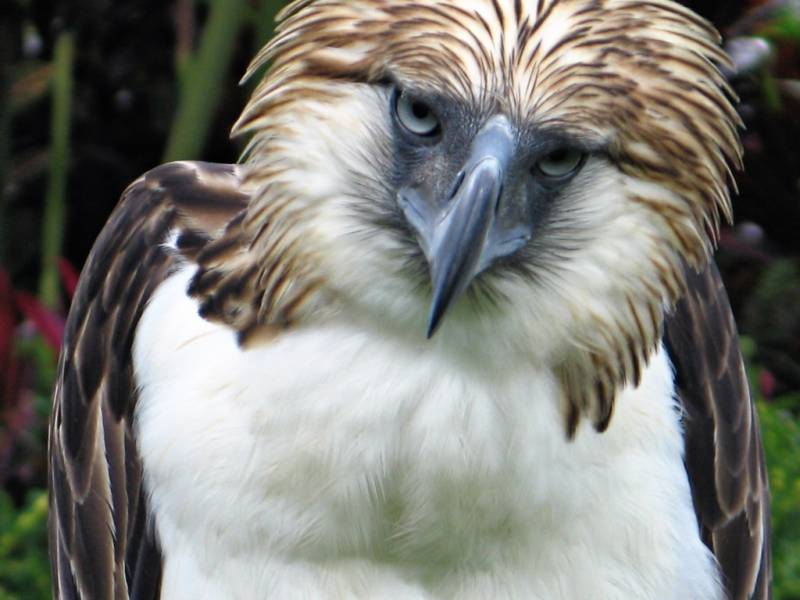 First Philippine eagle bred in captivity dies