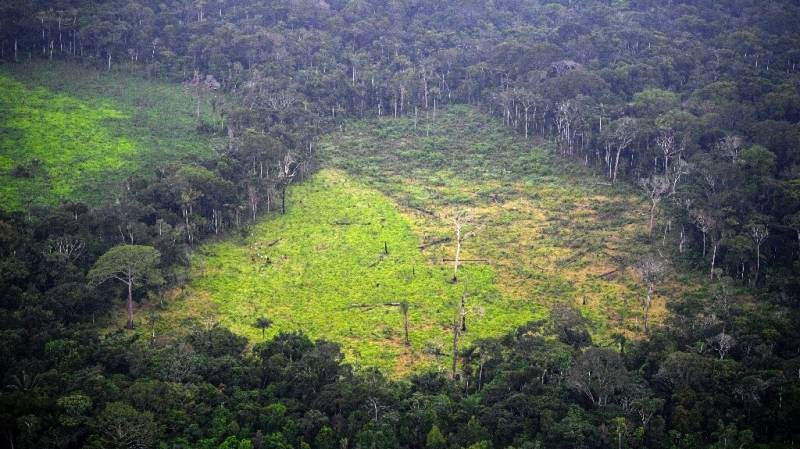 Forest loss 'hotspots' bigger than Germany: WWF