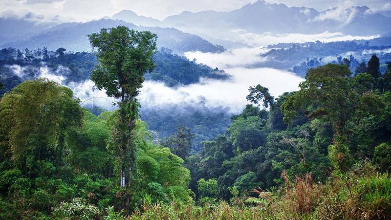 Forests may flip from CO2 'sink' to 'source' by 2050