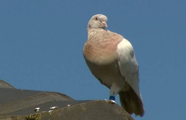 US pigeon becomes feathered fugitive after straying 9,000 miles