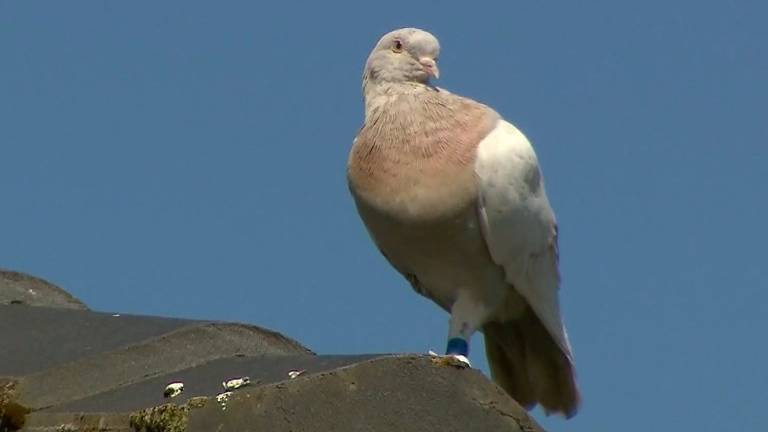 Fake tag claim offers pigeon a death row reprieve