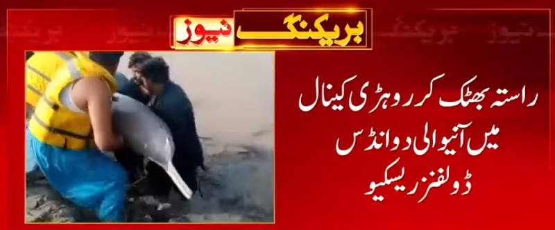 Two blind dolphins rescued into Indus River