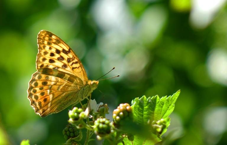 Butterflies create jet propulsion with a clap of their wings