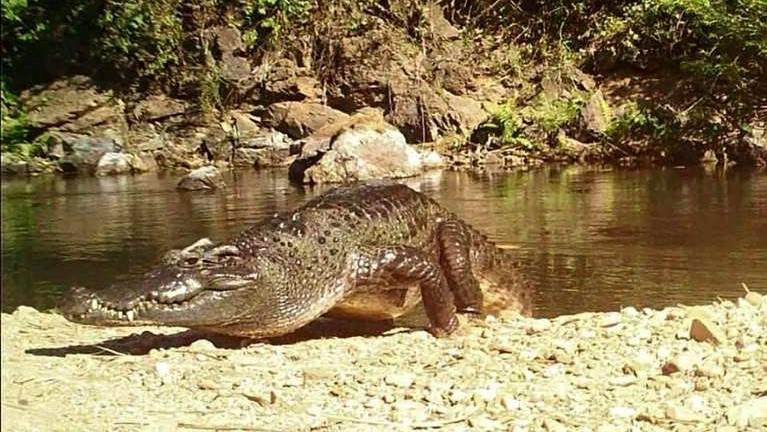 Endangered Siamese crocodile in rare sighting at Thai national park