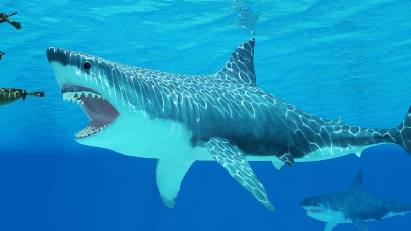 Dramatic shark decline leaves 'gaping hole' in ocean: study