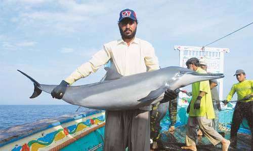 Two dolphins die waiting for Sindh Wildlife rescue