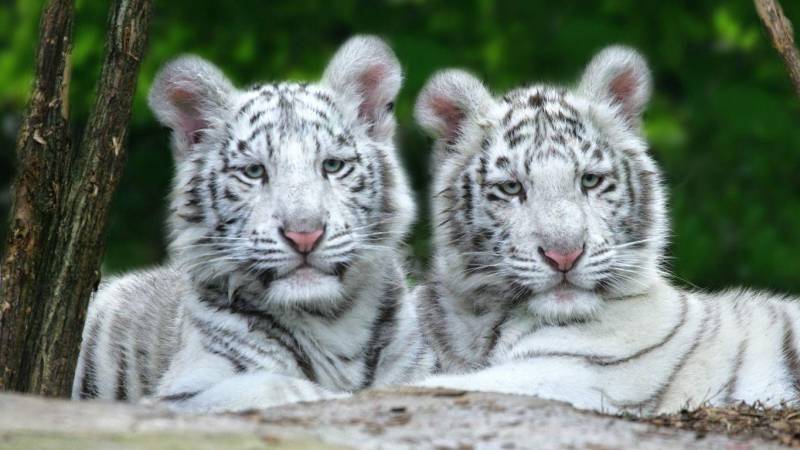 MPA moves resolution in PA after death of white tiger cubs at Lahore Zoo