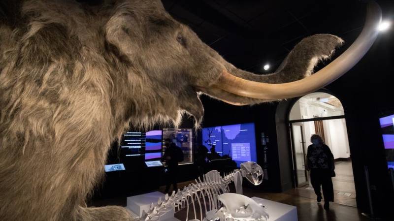 World's oldest DNA sequenced from million-year-old mammoths