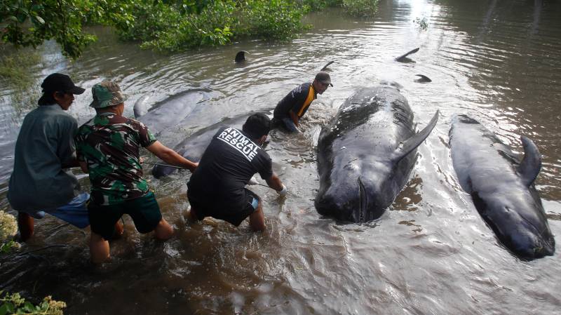 Dozens of whales die stranded on Indonesian beach