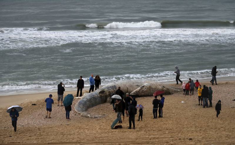 Dead whale washes up on Israeli shore after storm