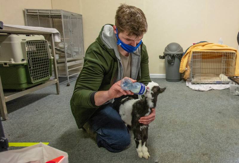 Locked-down pub becomes Ireland's first wildlife hospital