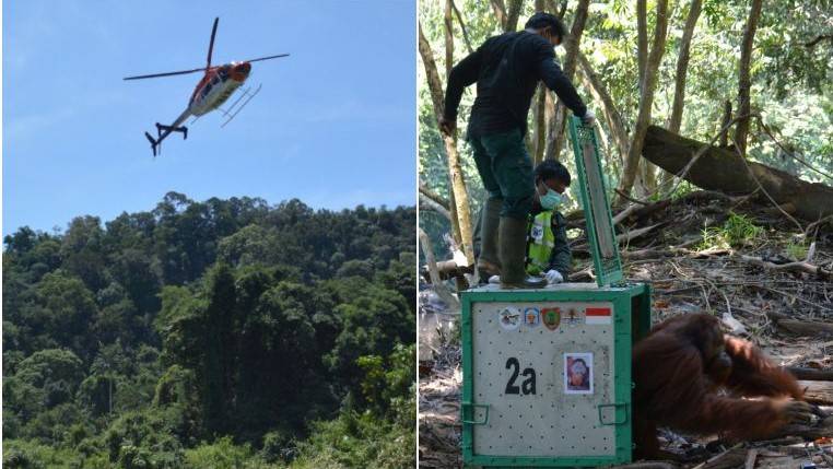 Ape escape: Indonesian orangutans airlifted back to the wild