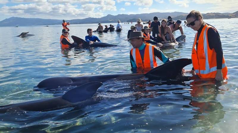 Stranded whales refloated in New Zealand but concerns remain